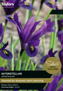 Iris Reticulata - Interstellar