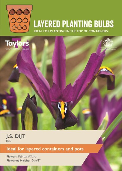 Iris Reticulata - J.S Dijt