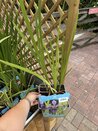 Iris Versicolor