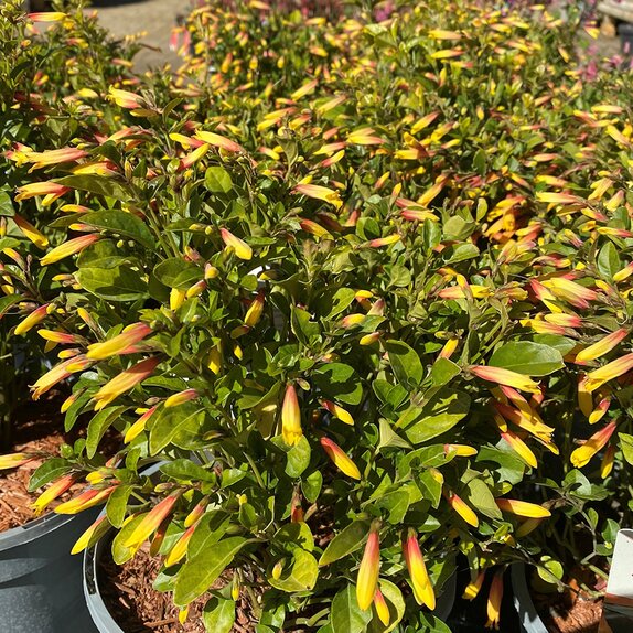 Jacobinia pauciflora Firefly