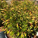 Jacobinia pauciflora Firefly