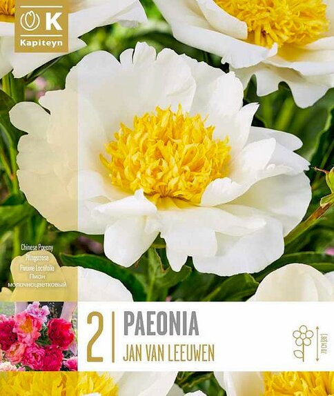 Jan Van Leeuwen Paeonia