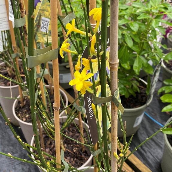 Jasminum nud. Aureum