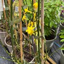 Jasminum nud. Aureum