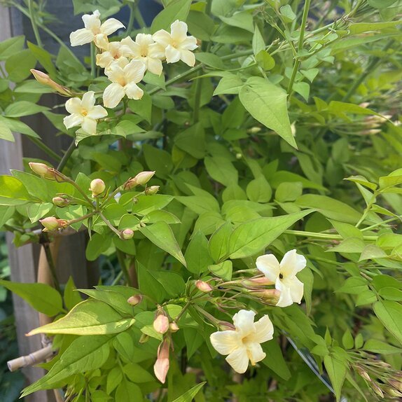Jasminum off. Clotted Cream