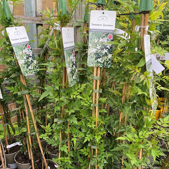 Jasminum Officinale