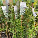 Jasminum Officinale