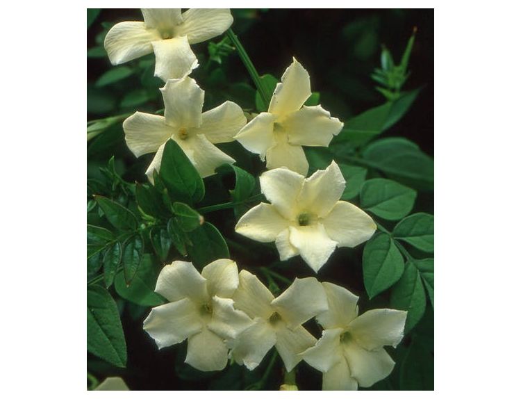 Jasminum officinale Clotted Cream 7 litre pot - image 2