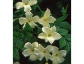 Jasminum officinale Clotted Cream 7 litre pot - image 2