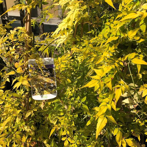 Jasminum officinale Fiona Sunrise