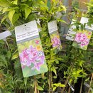 Jasminum x stephanense Starry Starry Summer Scent