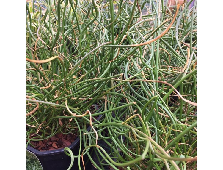 Juncus spiralis 2 litre pot