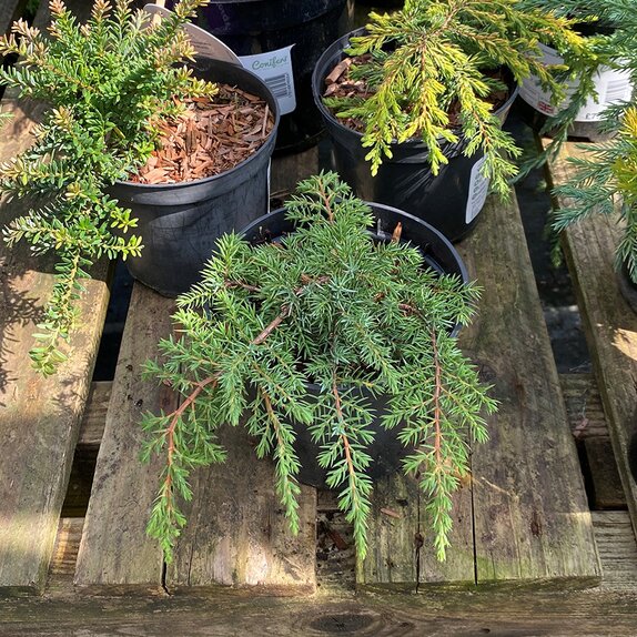 Juniperus communis Green Carpet 1 litre pot - image 1