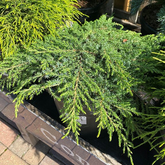 Juniperus communis Green Carpet 1 litre pot - image 2