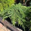 Juniperus communis Green Carpet 1 litre pot - image 2