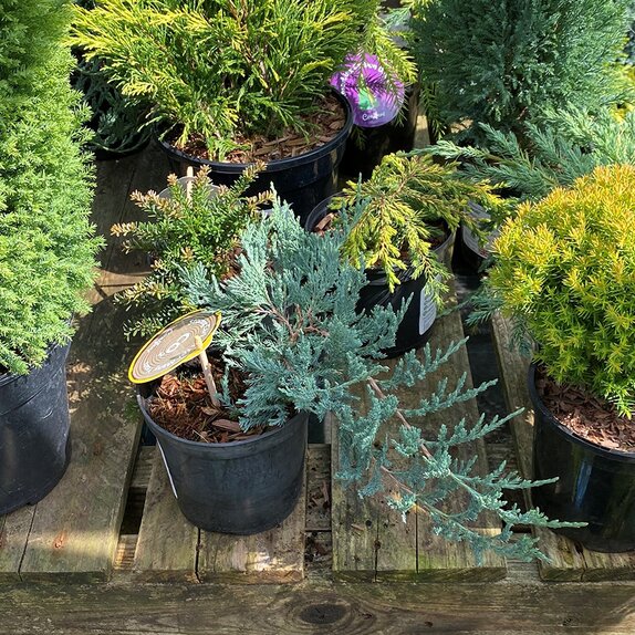 Juniperus horizontalis Blue Chip