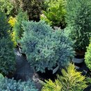 Juniperus squamata Blue Star 7 litre pot