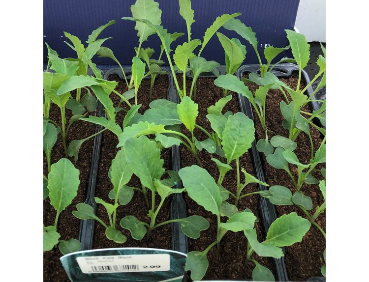 Kale Black 15cm Strip of Seedlings