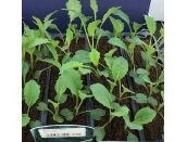 Kale Black 15cm Strip of Seedlings