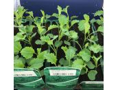 Kale Curly 15cm Strip of Seedlings
