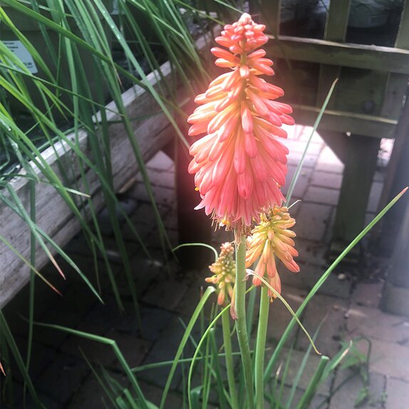 Kniphofia Popsicle Red Hot - image 1