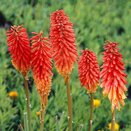 Kniphofia Popsicle Red Hot - image 2