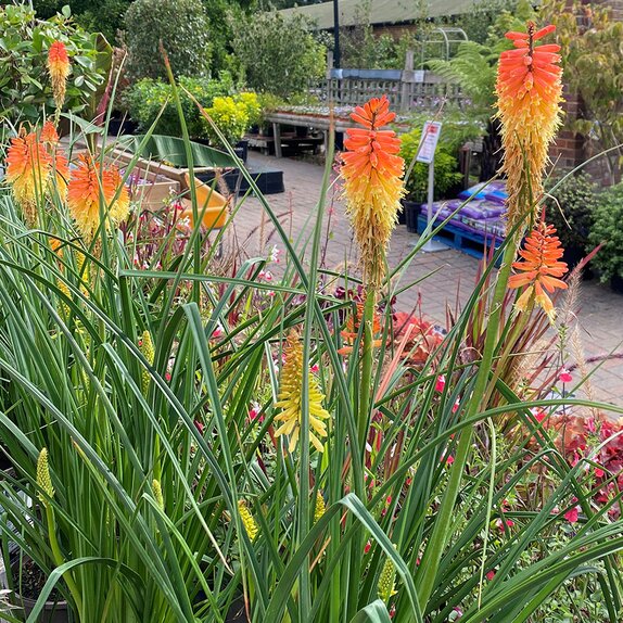 Kniphofia Pyromania Backdraft