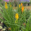Kniphofia Pyromania Orange Blaze