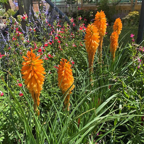 Kniphofia Pyromania 'Orange Blaze'