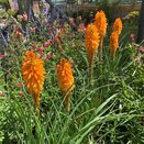 Kniphofia Pyromania 'Orange Blaze'
