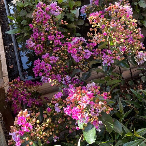 Lagerstroemia indica 'Purple Star'