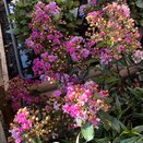 Lagerstroemia indica 'Purple Star'