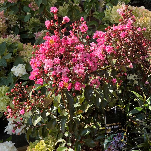 Lagerstroemia indica 'Rhapsody in Pink'