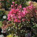 Lagerstroemia indica 'Rhapsody in Pink'