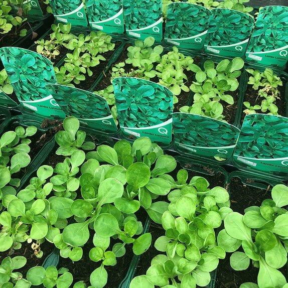 Lambs Lettuce Match