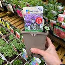 Lamium maculatum Beacon Silver