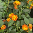 Lantana Bandolista Mango