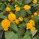 Lantana Bandolista Pineapple