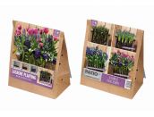 Lasagne Planting Pack Pink-Blue