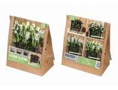 Lasagne Planting Pack White