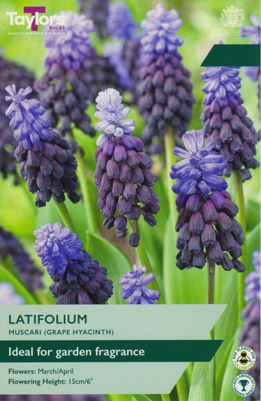 Latifolium Muscari