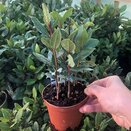 Laurus nobilis Bay 10.5cm pot - image 1