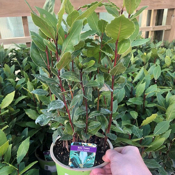Laurus nobilis Bay 10.5cm pot - image 2