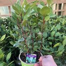 Laurus nobilis Bay 10.5cm pot - image 2