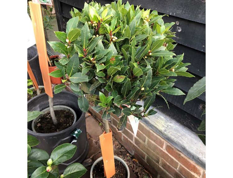 Laurus Nobilis Bay Half Standard 5 litre pot - image 2