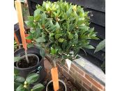 Laurus Nobilis Bay Half Standard 5 litre pot - image 2