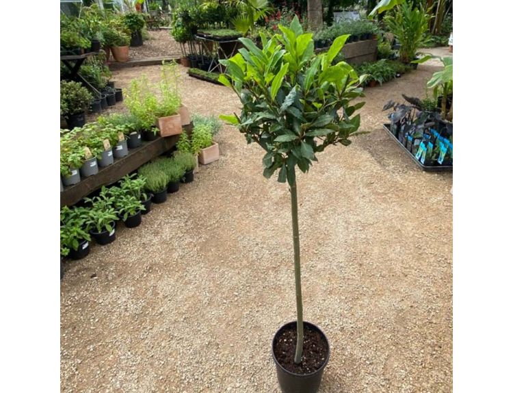 Laurus Nobilis Bay Half Standard 5 litre pot - image 1
