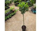 Laurus Nobilis Bay Half Standard 5 litre pot - image 1