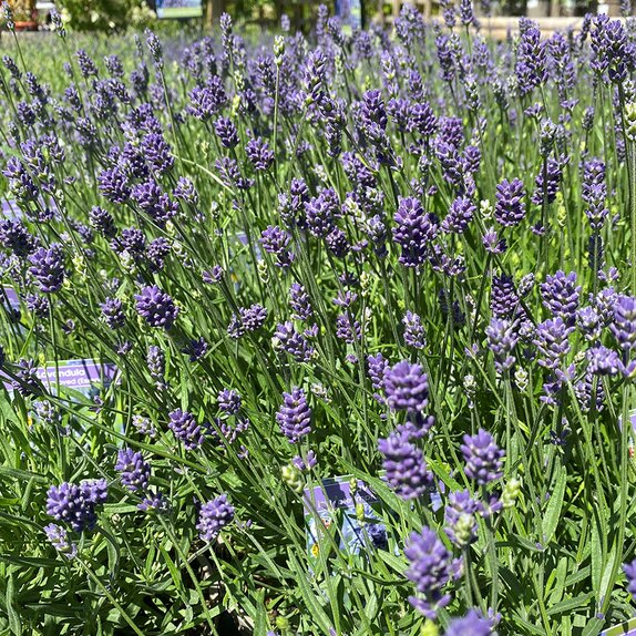 Lavandula ang. Hidcote - image 2