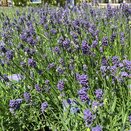 Lavandula ang. Hidcote - image 2